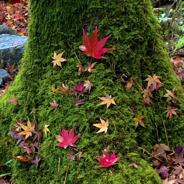 紅葉が素晴らしく　即身成仏のミイラがある珍しいお寺