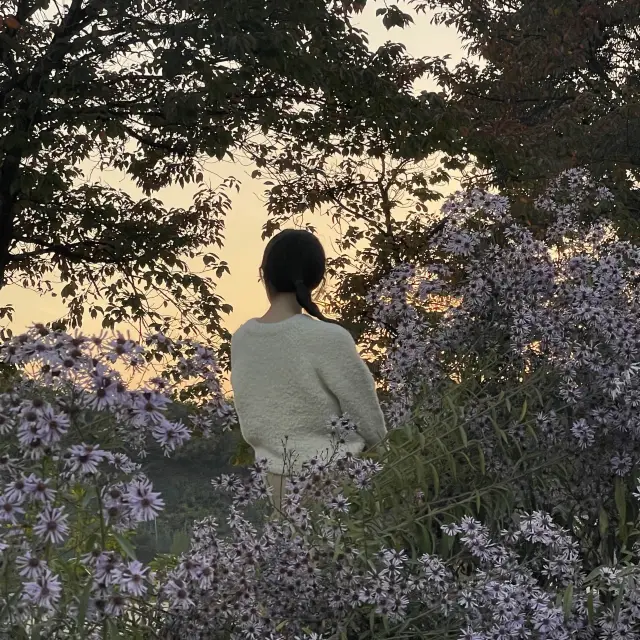 수수하면서 아름다운 연보랏빛 개미취꽃을 본 적 있나요~ 