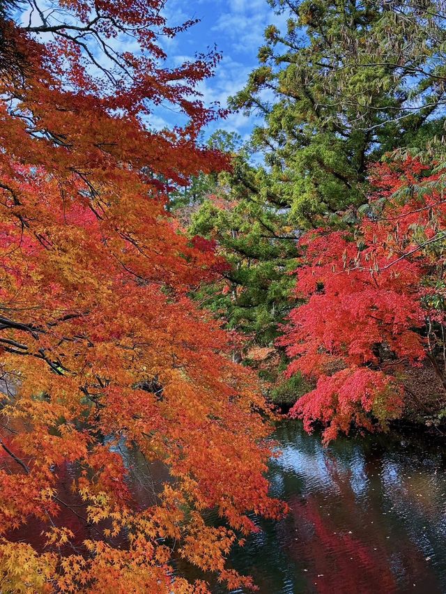 大分の紅葉🍁