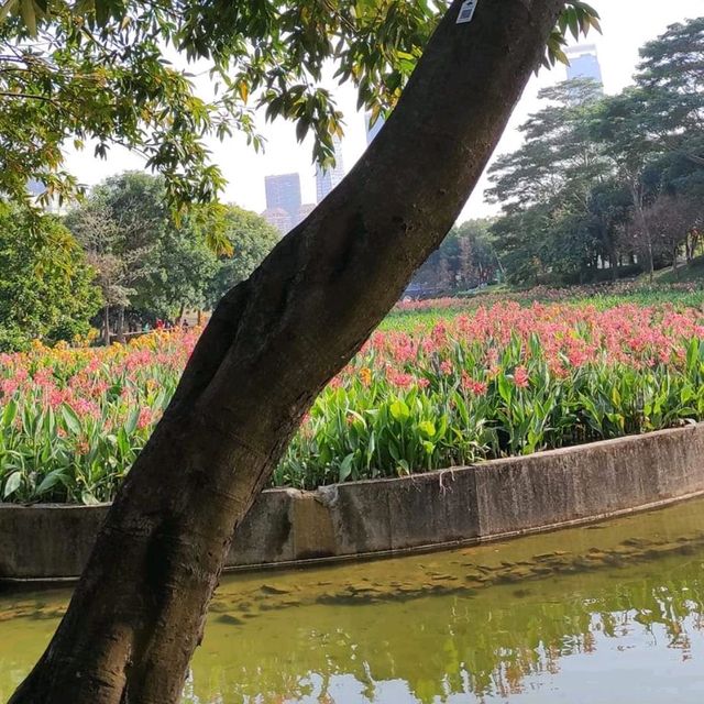 Charming Bijiashan Park Shenzhen 