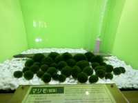 阿寒湖散策