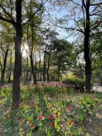 매년 봄이 기다려지는 서울숲 튤립🌷