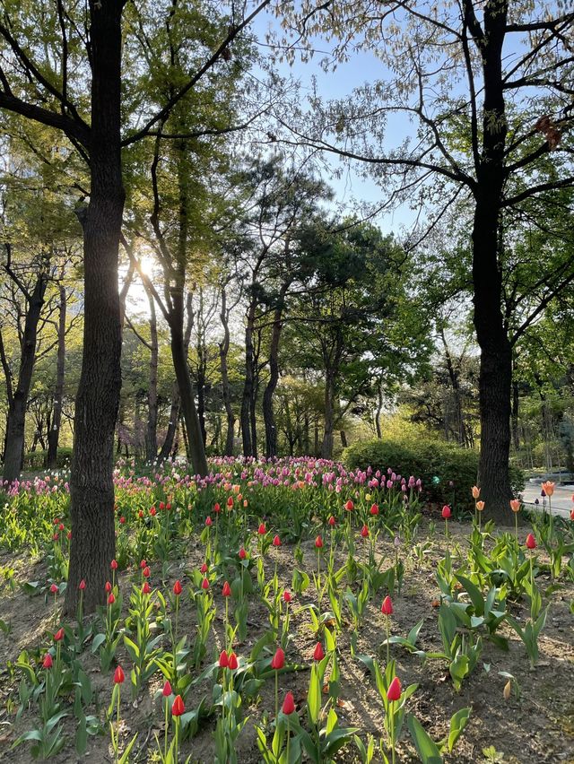 매년 봄이 기다려지는 서울숲 튤립🌷