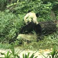 Taipei Zoo trip