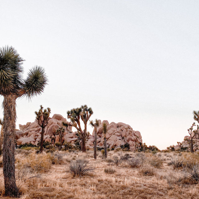 Explore Joshua Tree in California’s Desert 🏜