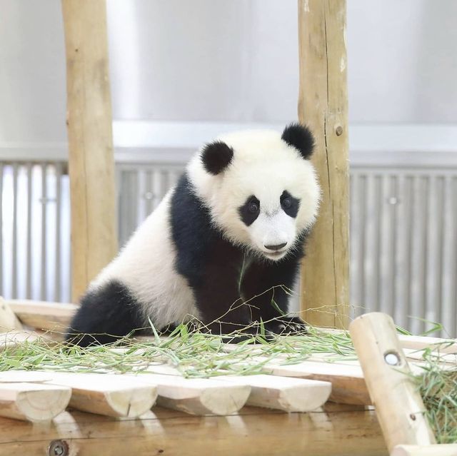 When to go to Chengdu to see giant panda