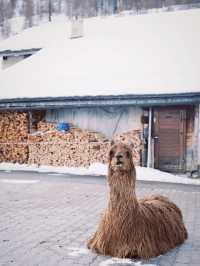 Alpacas in Sils Maria's Vax-Valley