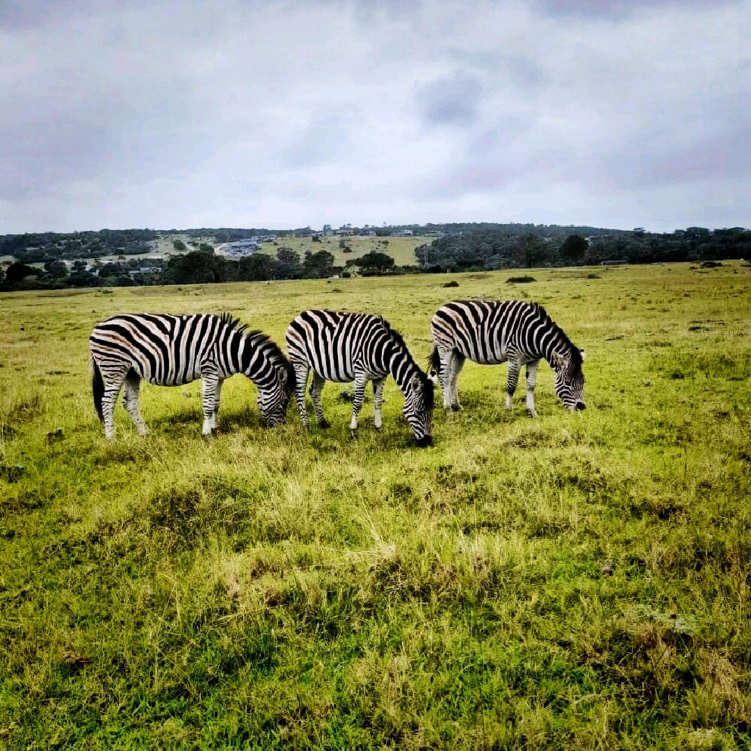 Went to stay in the cheetah cabin. Stunning, nature at your door step. Woke up to pigs at the door, monkeys on the car and zebra, giraffe and cheetahs in the distance. 4 stars. Love love love 
#naturalwonders#easylife#nationalpark#roadtrip