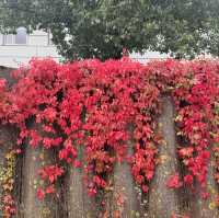 Autumn in Aarhus