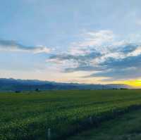 Baili Field in Menyuan (Qinghai)