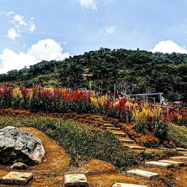 Flower Farm in Cebu City, Philippines