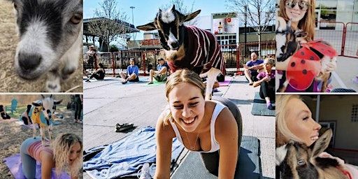 Goat Yoga Richardson @ Beyond the Bar! | Beyond the Bar Bottle Shop