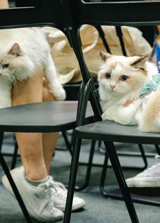 2024新加坡亞洲貓展 | 新達城新加坡國際會議展覽中心