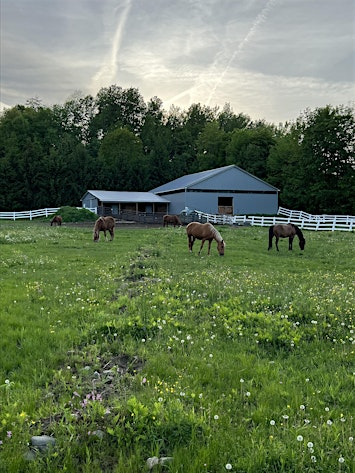 Changing Reins Wellness Retreat | Serenity Stables