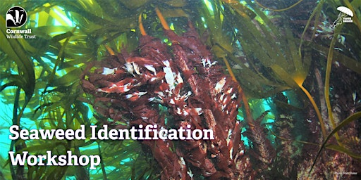 Seaweed ID Workshop | Gerrans Parish Memorial Hall