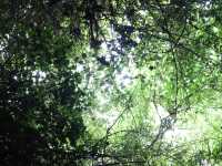 신비하고 시원한곳, 한림공원🌿