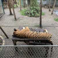 호랑이 들의 쉼터 🐯Tiger Park ! 🐅