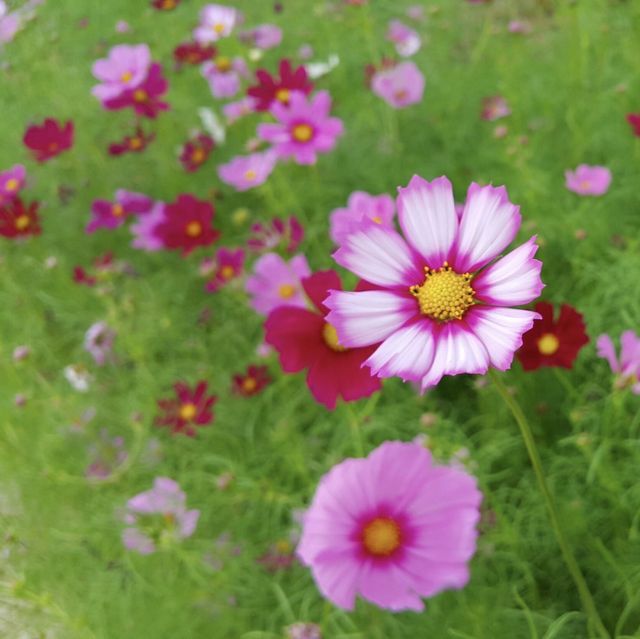 สวนดอกไม้ไสตล์อังกฤษ