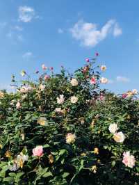 🌻🌼夢幻花園🌺🌸台北玫瑰園🌹🌷Taipei Rose Garden