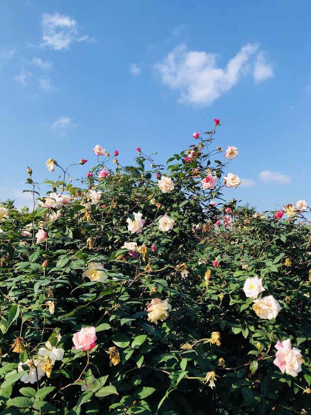 🌻🌼夢幻花園🌺🌸台北玫瑰園🌹🌷Taipei Rose Garden