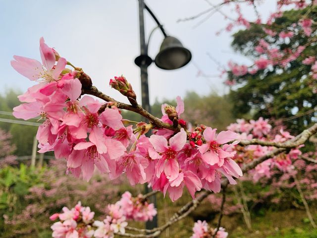 阿里山石棹步道群-櫻之道