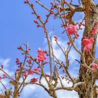 上海友好園とほとりの梅の花