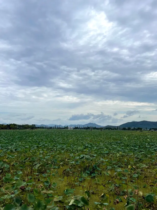 수만 평의 연꽃 군락을 한눈에 조망 가능한, 회산 백련지