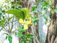 花花世界 玫瑰園