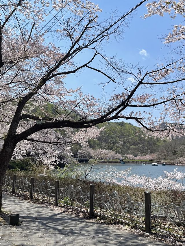 벚꽃 시기를 놓쳤다면 마이산으로🌸🍃