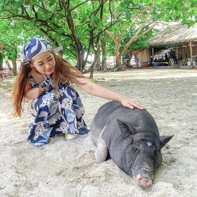ไปหาน้องหมูบนเกาะกลางทะเลกัน 🐷😆🌊