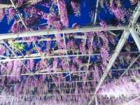 【栃木県】樹齢150年を超える「大藤」を愛でる