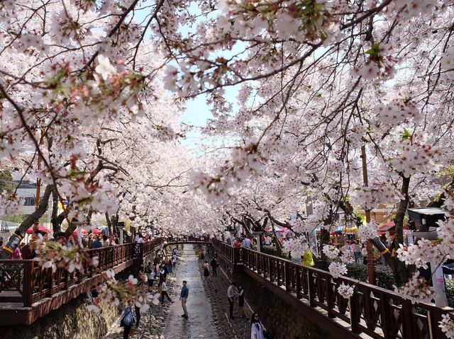 羅曼史之橋釜山余佐川🌸🌸