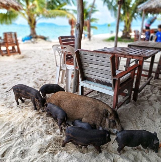 เกาะนี้มีแต่หมู🐷