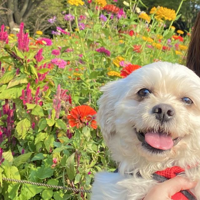 【立川 昭和記念公園】春夏秋冬いつでも楽しめる大規模な公園！