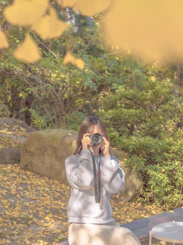 은행나무와 감나무가 있는 카페💛