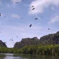 Langkawi Mangrove Kayaking Experience 