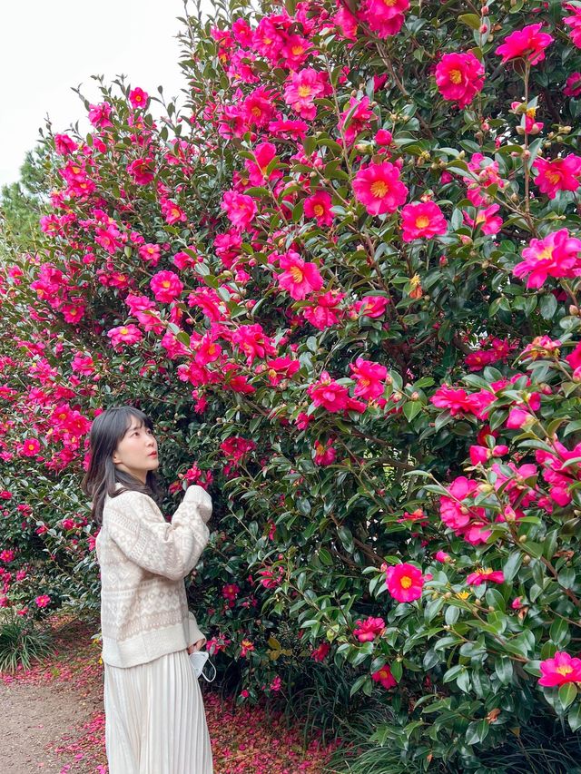 동백꽃 스팟으로 유명한 휴애리자연생활공원🌺