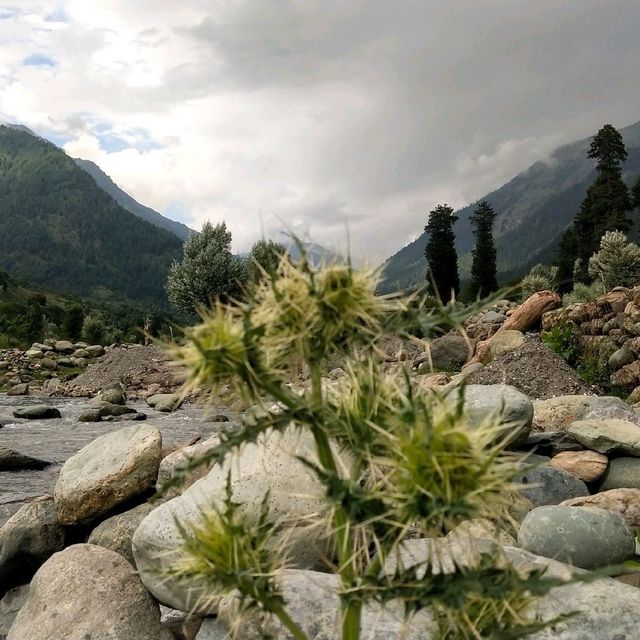 Summer Vacation ( Jammu & Kashmir)