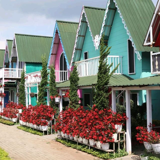 CELOSIA FLOWER PARK