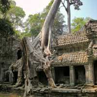 ANGKOR WAT