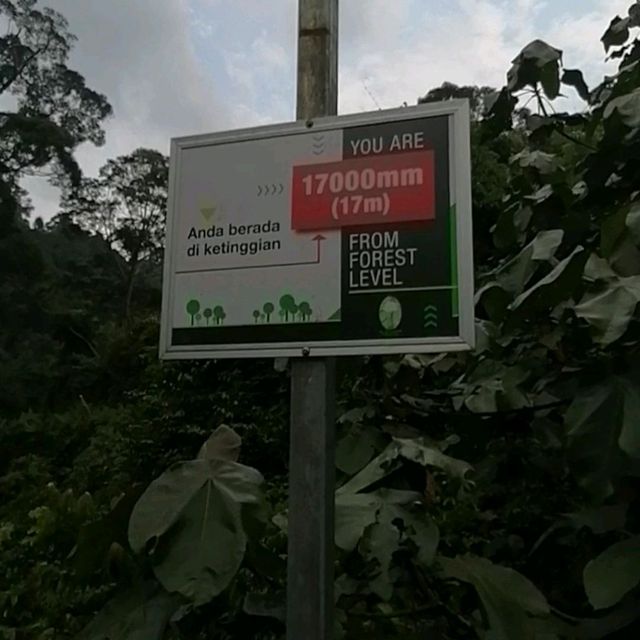 Tree Top Walk Sungai Sedim Kedah 🇲🇾