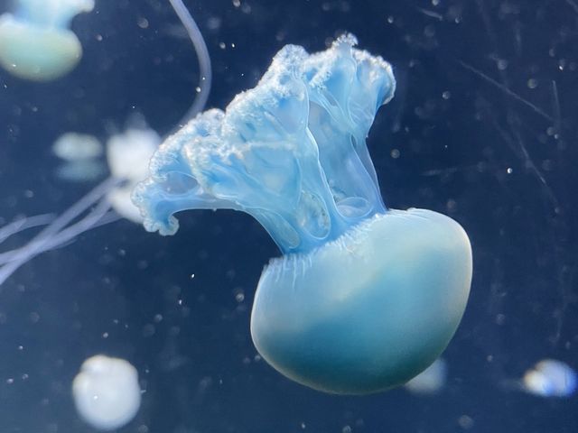 S.E.A. Aquarium, Resorts World Sentosa SG