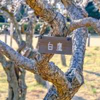 根岸森林公園の梅林の様子