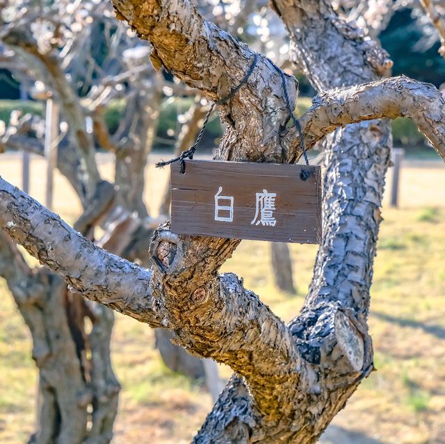 根岸森林公園の梅林の様子