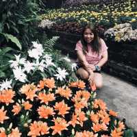อลังการสวนดอกไม้ในเมืองเชียงใหม่
