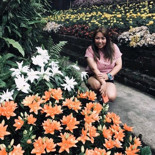 อลังการสวนดอกไม้ในเมืองเชียงใหม่