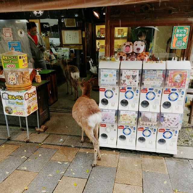 鹿！鹿！鹿！どこに行っても鹿　奈良公園