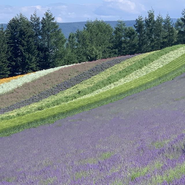北海道観光ハイライト　ファーム富田はラベンダーシーズン💕