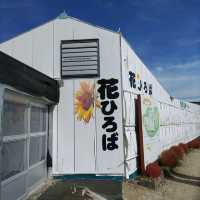 愛知県！知多半島にある秋のコキア畑