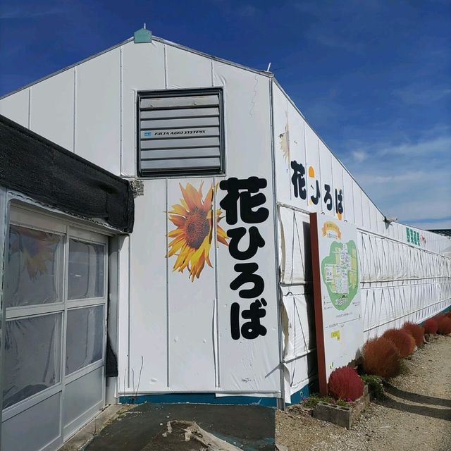 愛知県！知多半島にある秋のコキア畑
